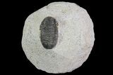 Lot: Gerastos Trilobite Fossils - Pieces #69140-2